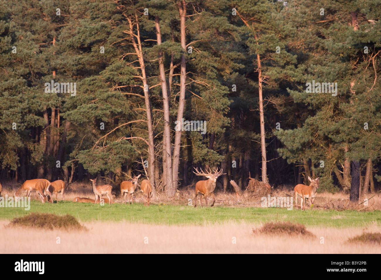 A group of wild European red deer (Cervus elaphus) Stock Photo