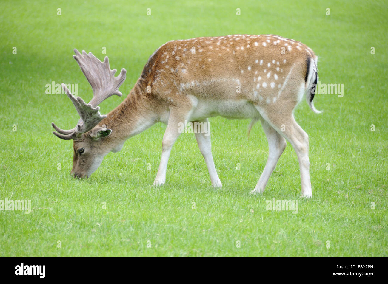 Male Fallow Deer Dama dama grazing Stock Photo