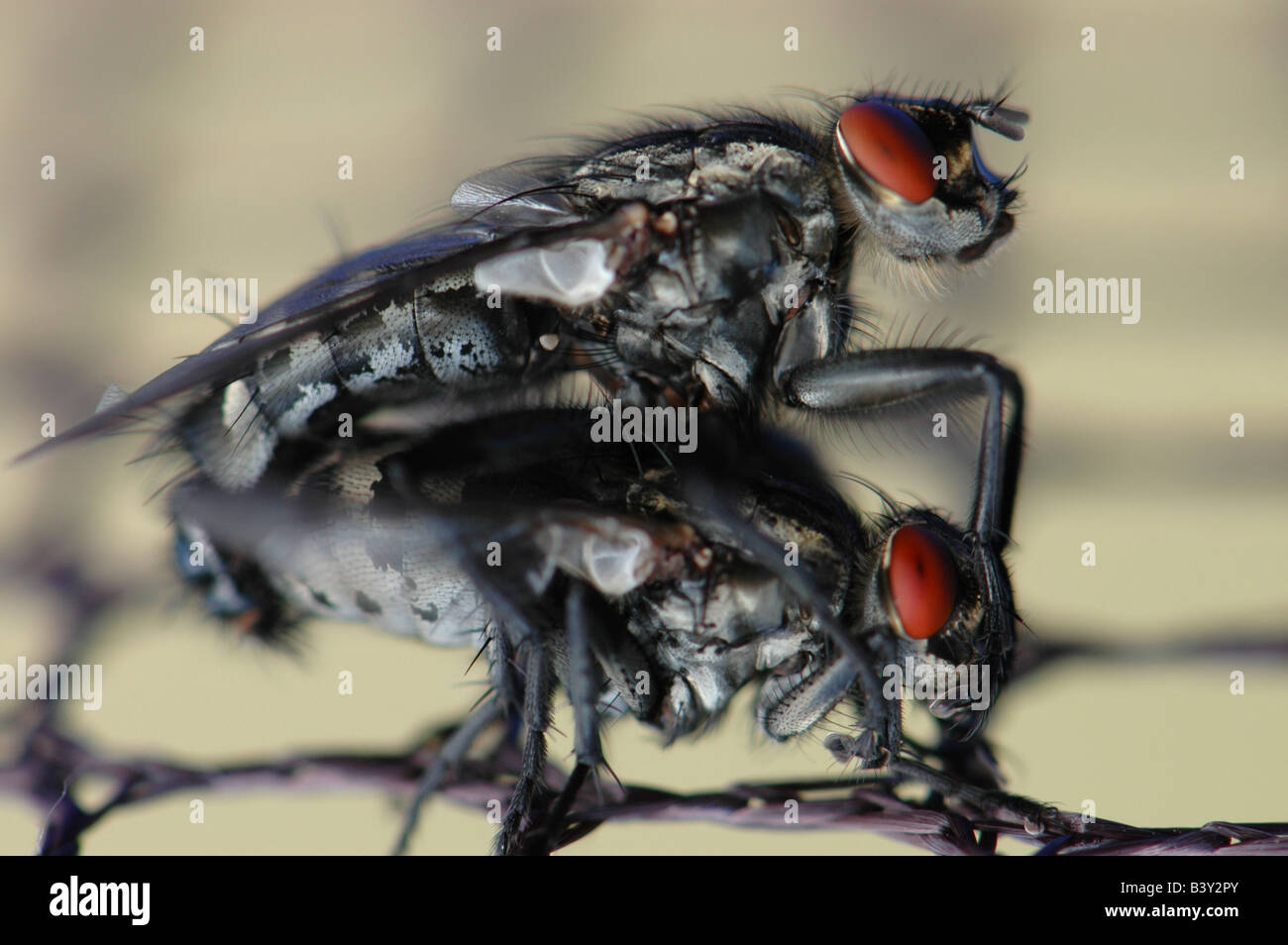 https://c8.alamy.com/comp/B3Y2PY/common-house-flies-mating-on-a-net-B3Y2PY.jpg