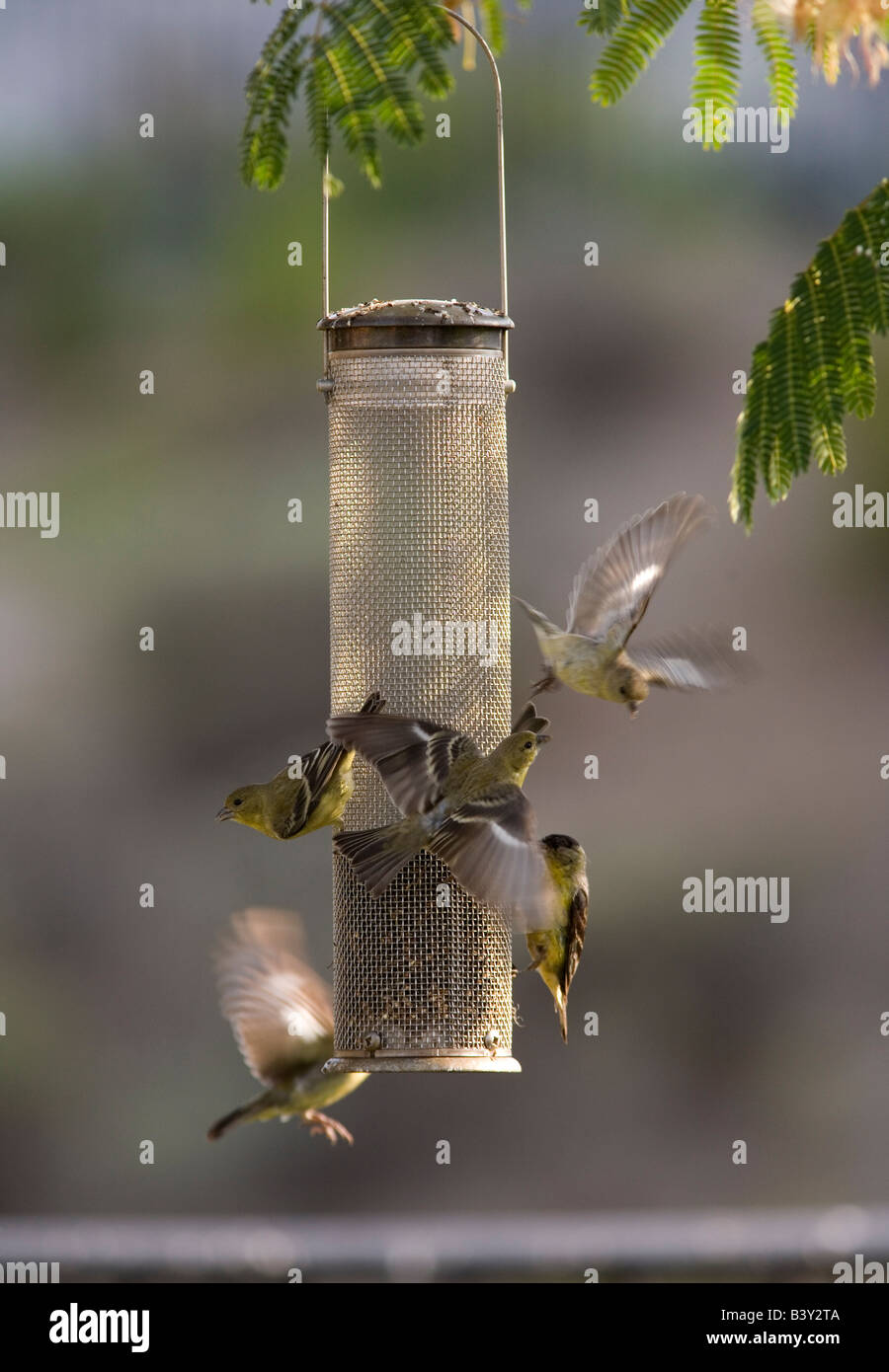 Lesser Goldfinches (Carduelis psaltria) on Thistle feeder, San Diego, California (Late Summer) Stock Photo