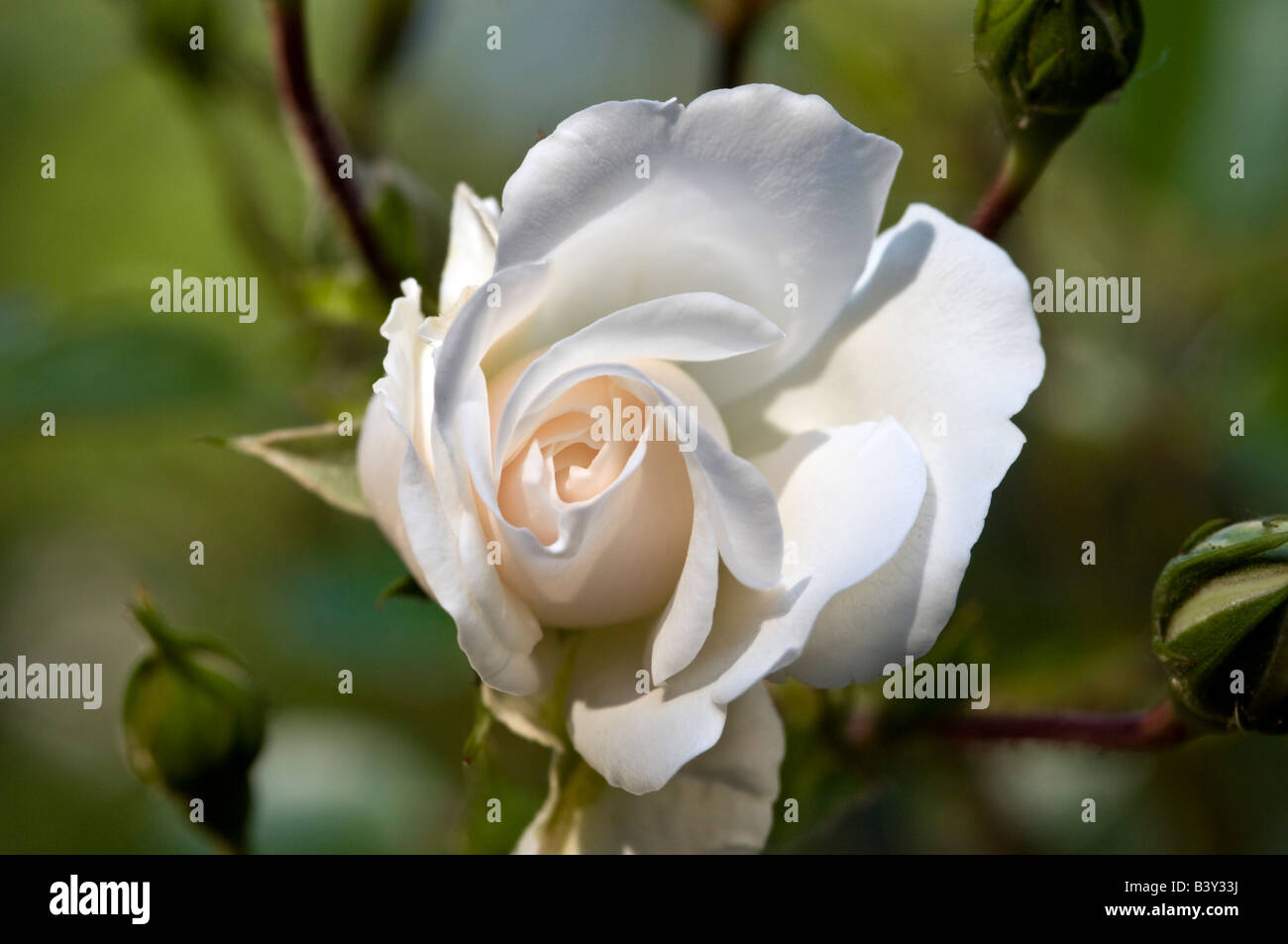Unfurl Roses White rose partially unfurled Stock Photo - Alamy