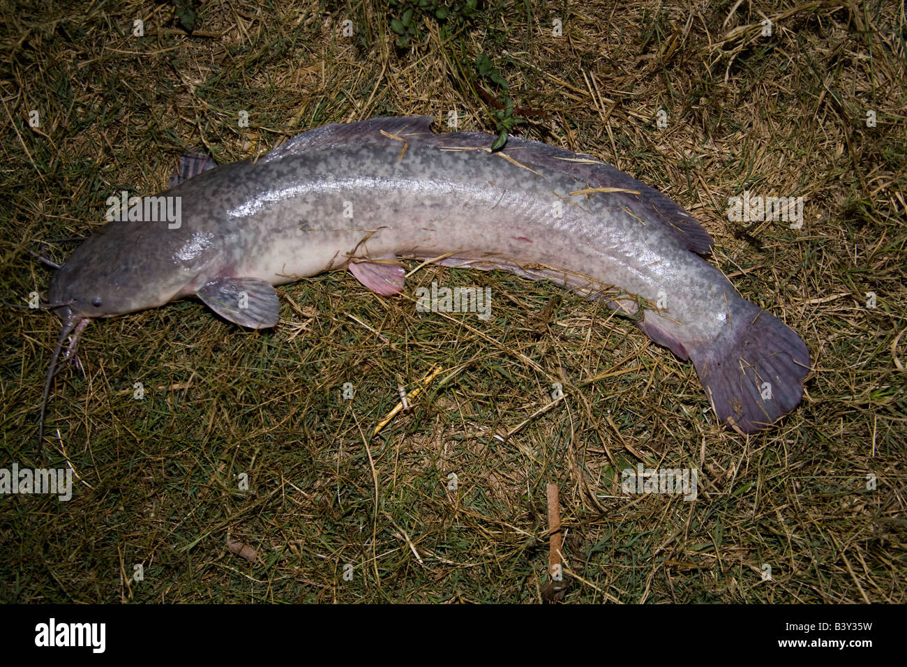 Night fishing catfish kafuie zambia hi-res stock photography and images -  Alamy