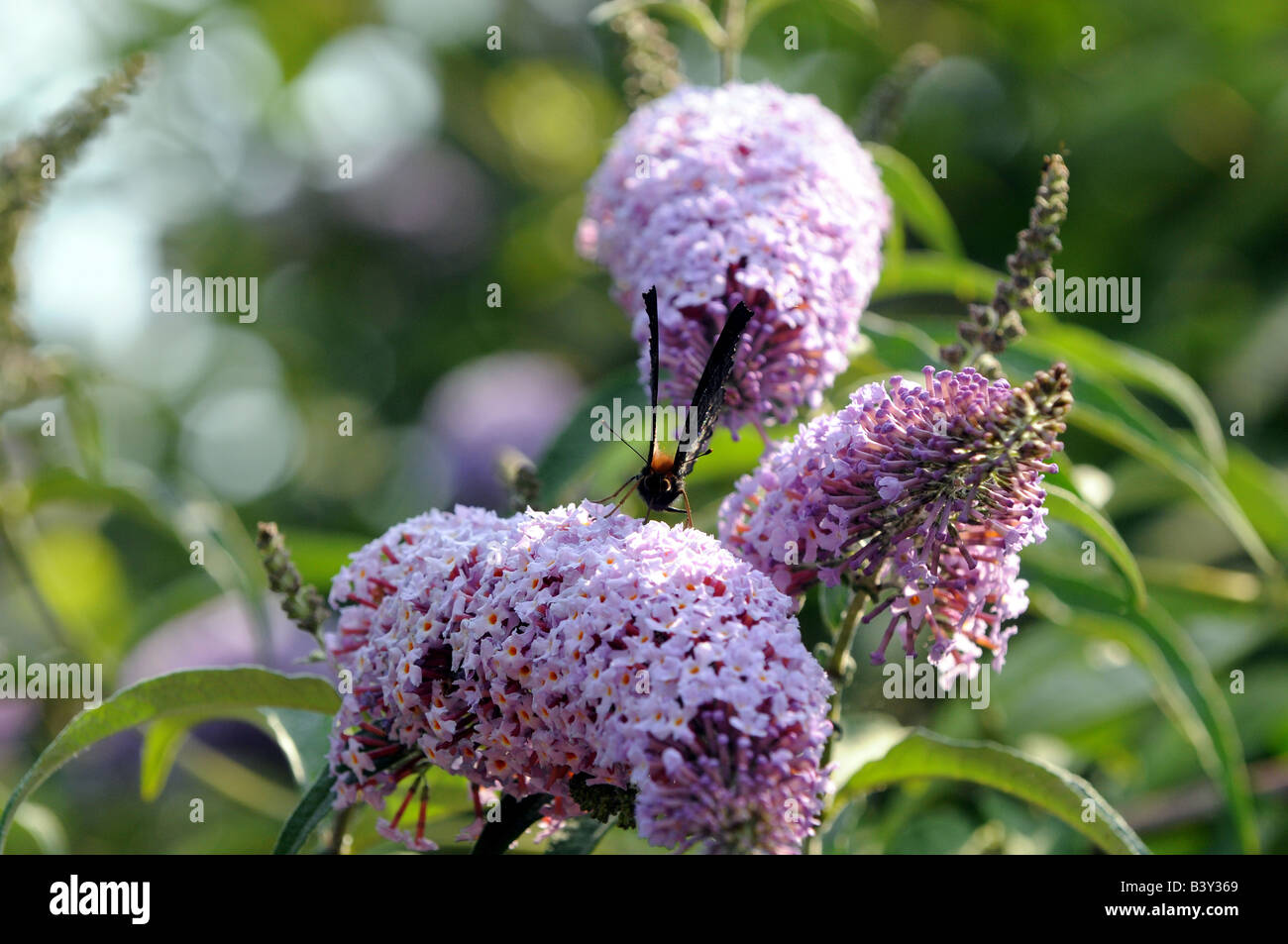 A peacock butterfly on Buddleia Stock Photo - Alamy