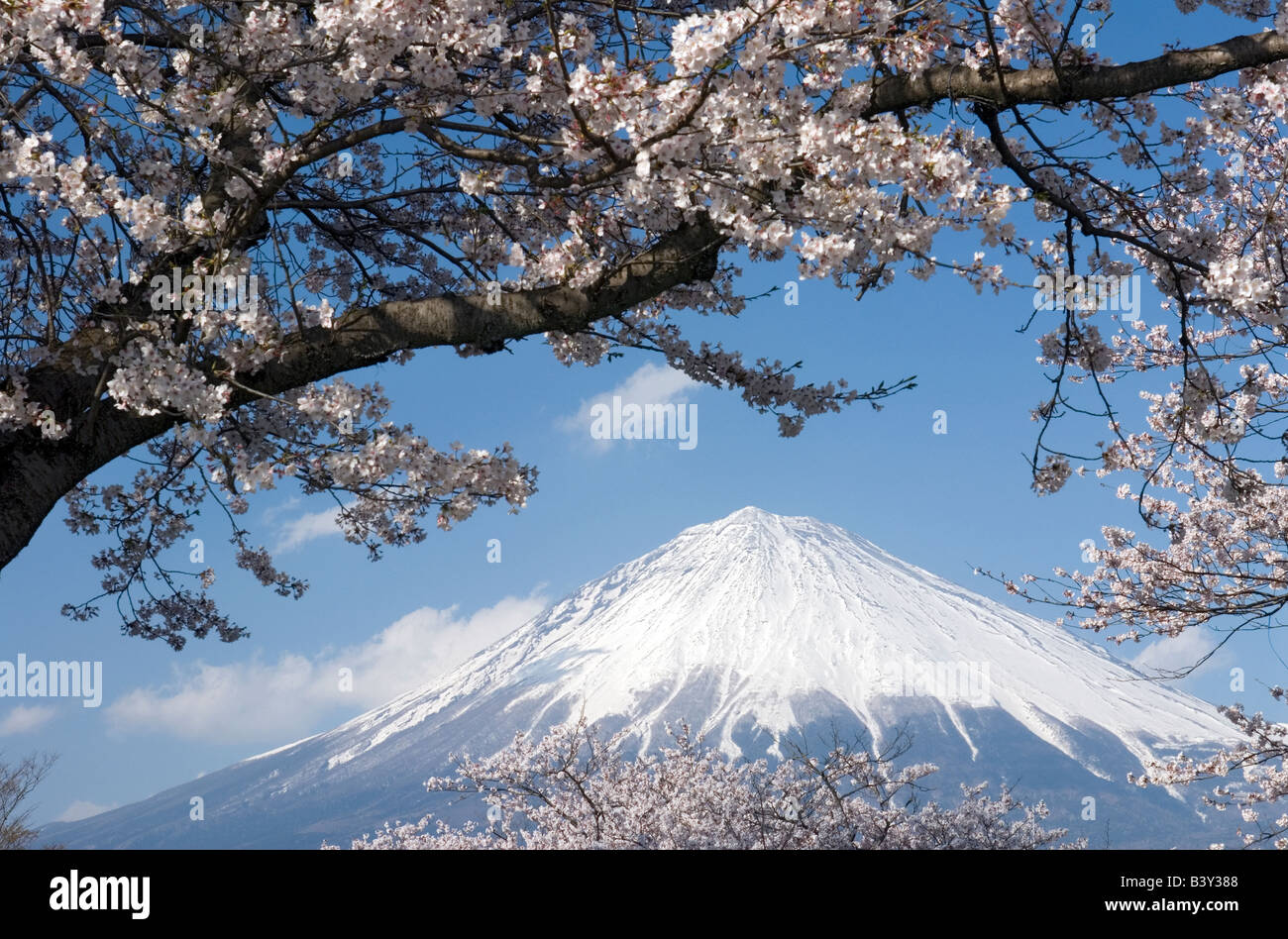 Snow capped Mount Fuji with pink cherry blossoms on a bright sunny day is the quintessential symbol of Japan Stock Photo