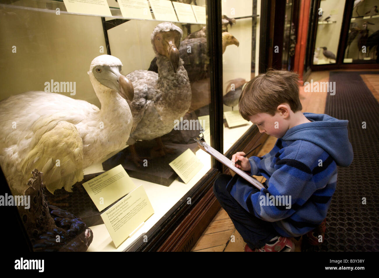 Child Drawing a Dodo in the Natural History Museum Tring , Buckinghamshire , uk Stock Photo