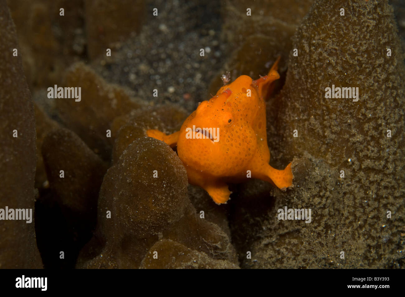 Painted Frogfish Antennarius pictus in Lembeh Strait Indonesia Stock Photo
