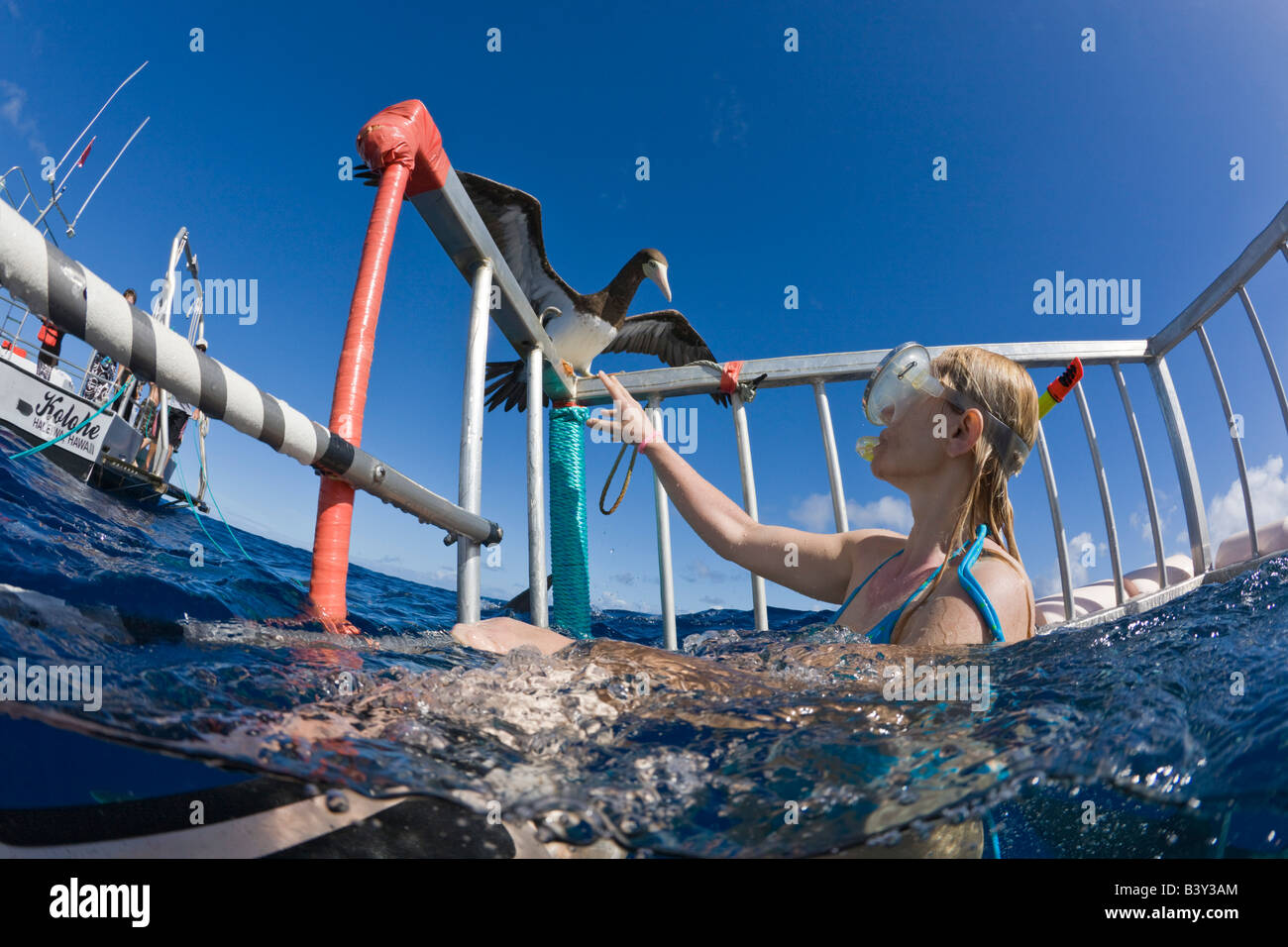 Nosey Sea Bird by Cage Diving with Sharks Oahu Pacific Ocean Hawaii USA