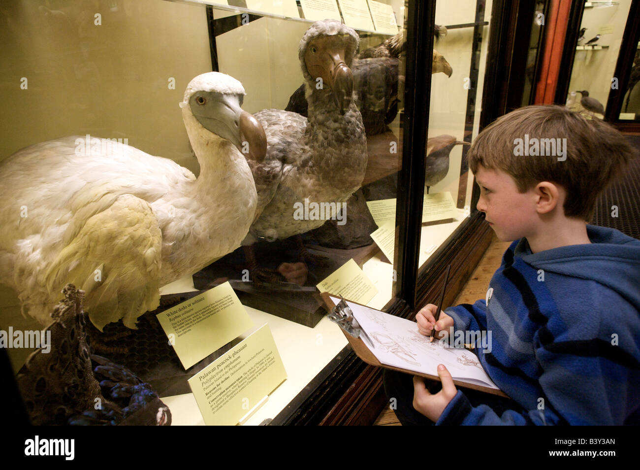 Child Drawing a Dodo in the Natural History Museum Tring , Buckinghamshire , uk Stock Photo