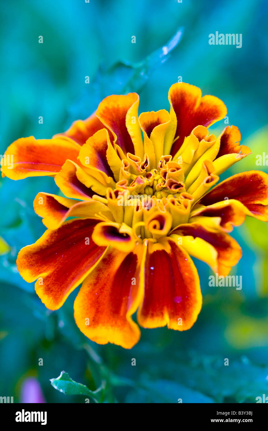 Colorful summer wildflower set against green background Stock Photo - Alamy