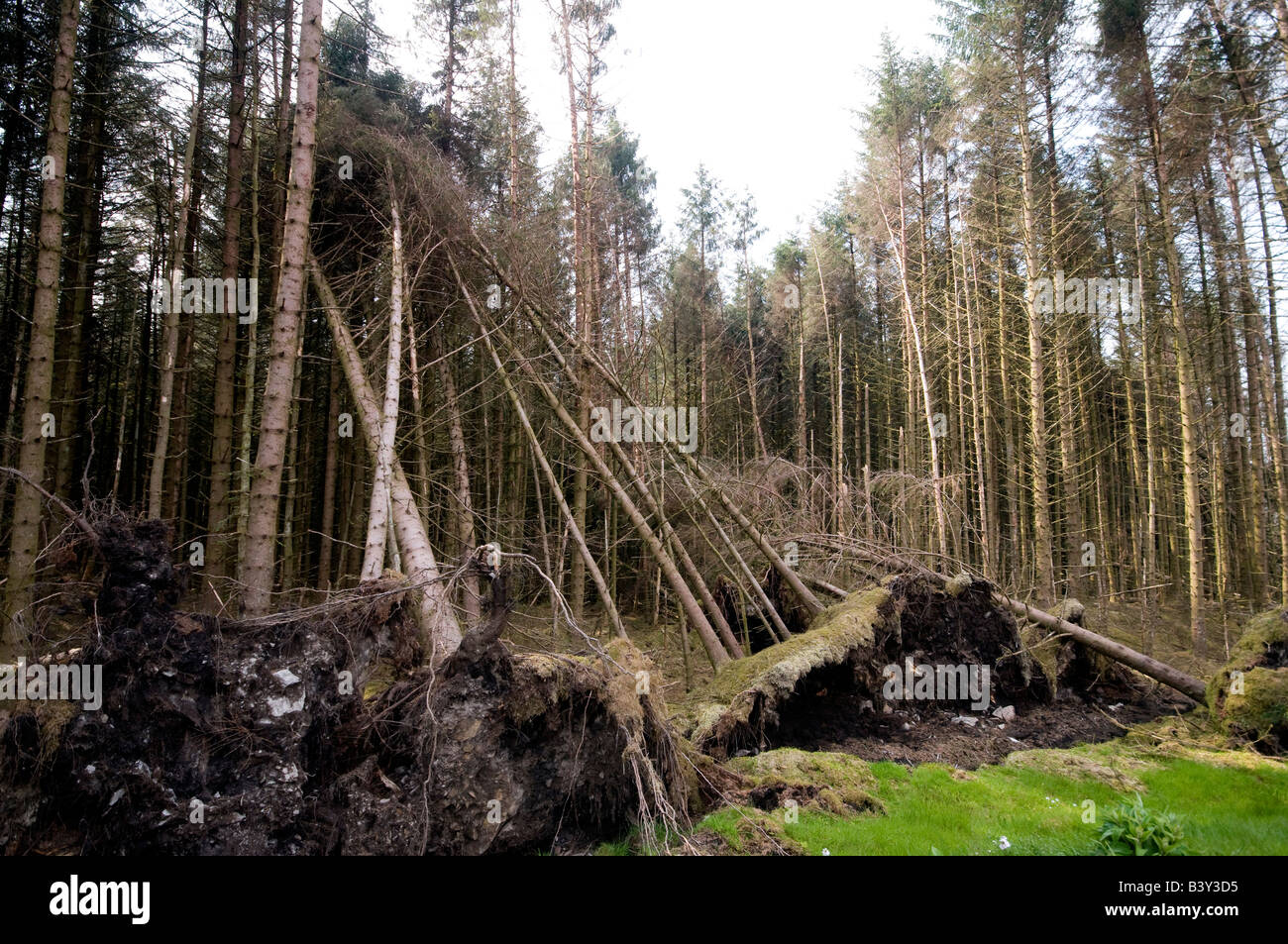 Fallen tree and roots in middle of pine forest, Gortin Glen Forest Park, Ulster, Northern Ireland Stock Photo
