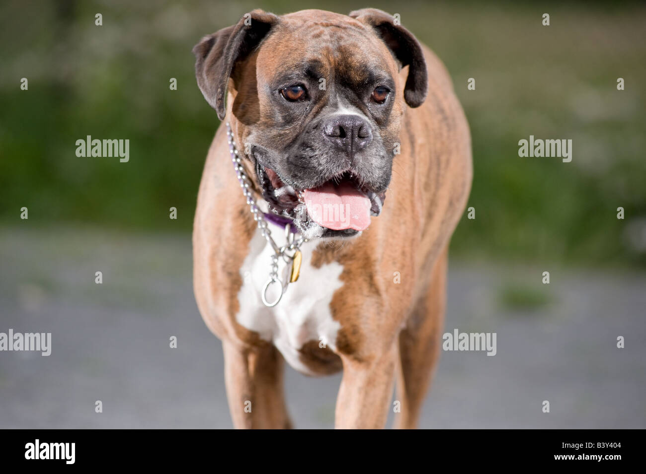 Cute brown and white boxer dog out at a park. Stock Photo