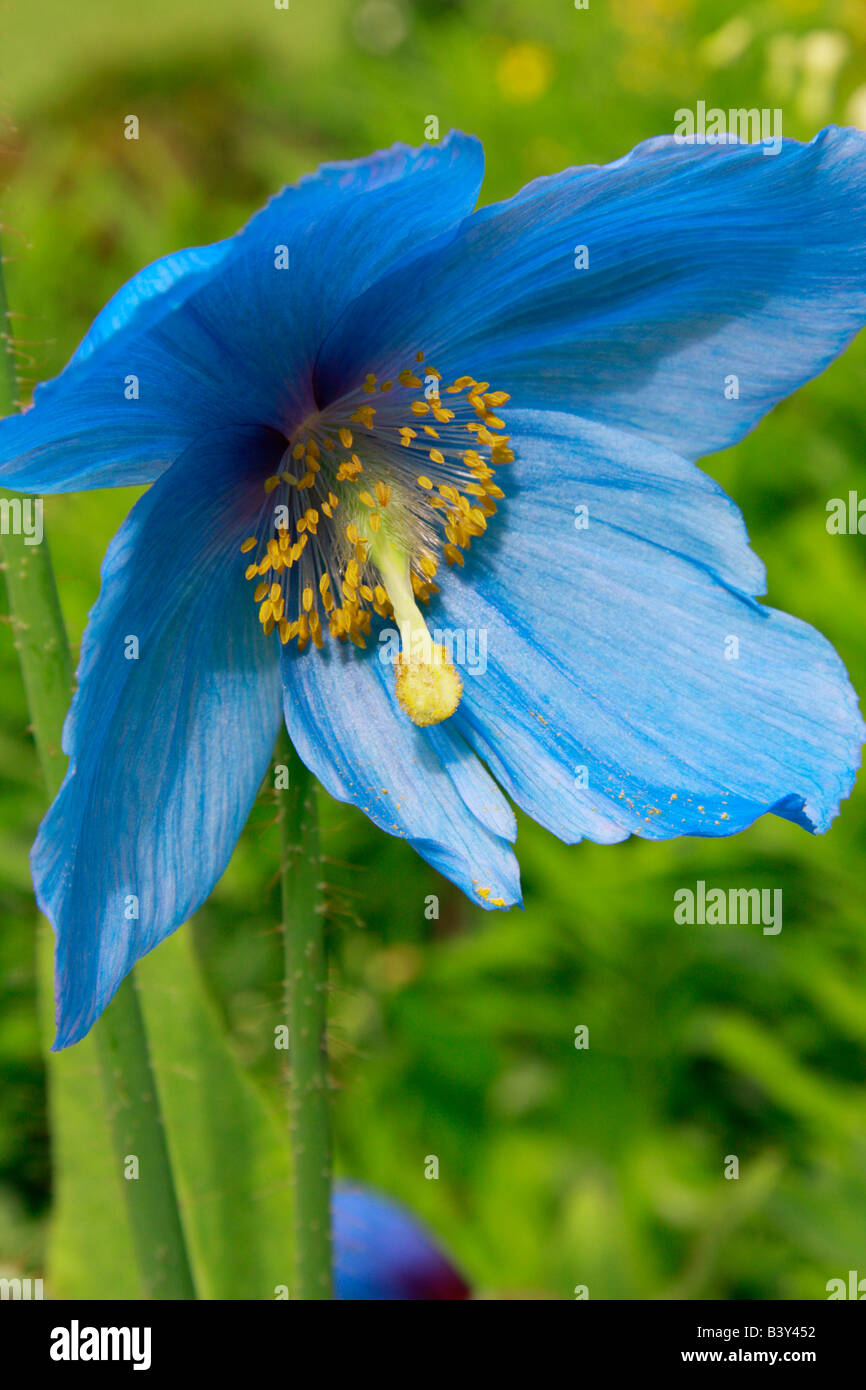 Flower of Blue Himalayan poppy Meconopsis x sheldonii Stock Photo - Alamy