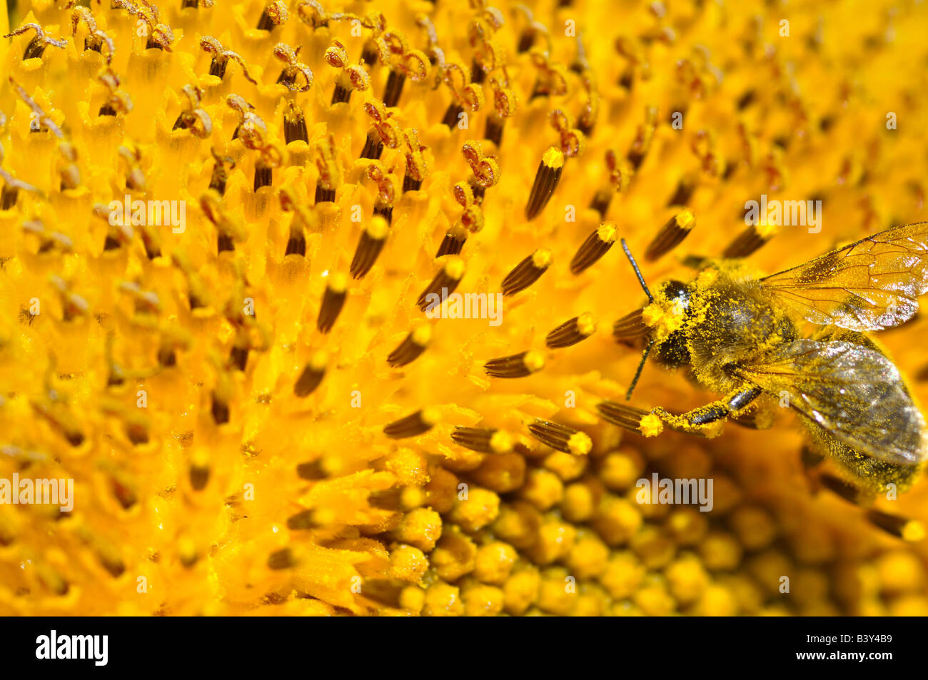 A bee gathering pollen on a sunflower Stock Photo - Alamy