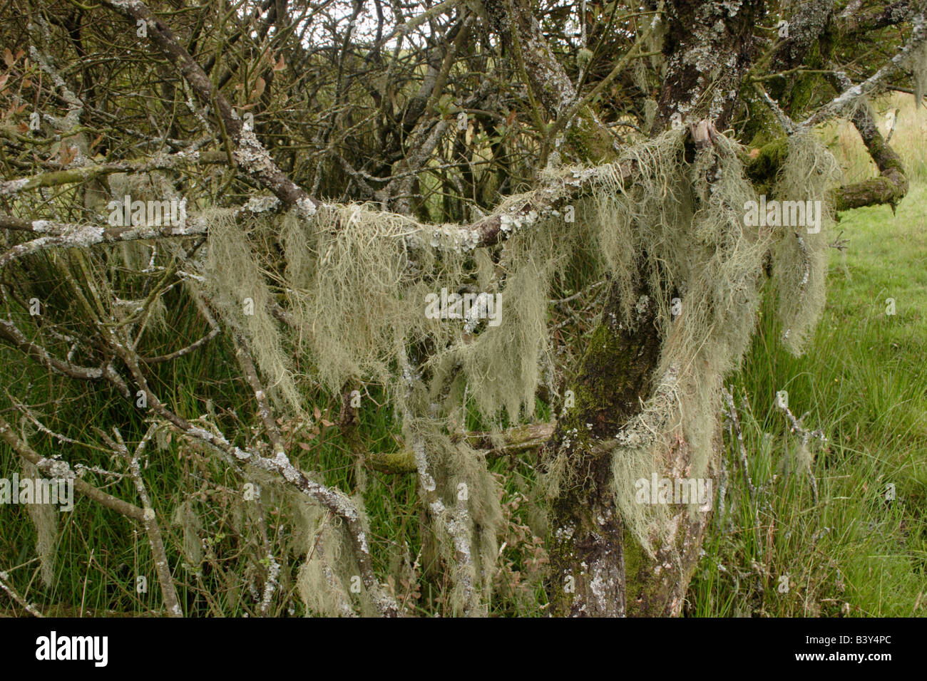 String of sausages lichen Usnea articulata on a hawthorn UK Stock Photo
