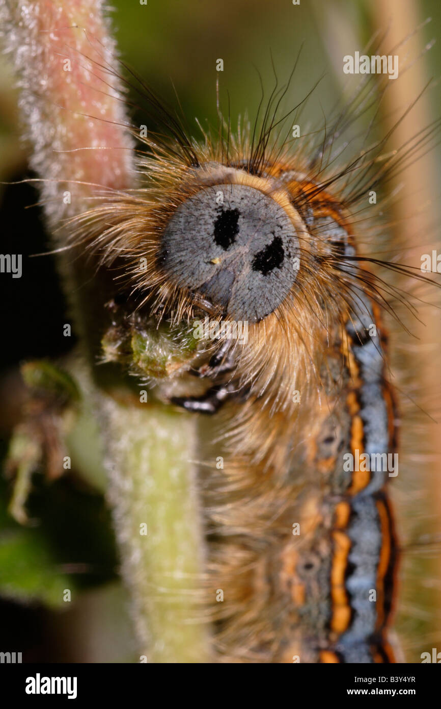 Lackey moth Malacosoma neustria  face false eyes eyespots eye-spots head caterpillar eating birch UK Stock Photo