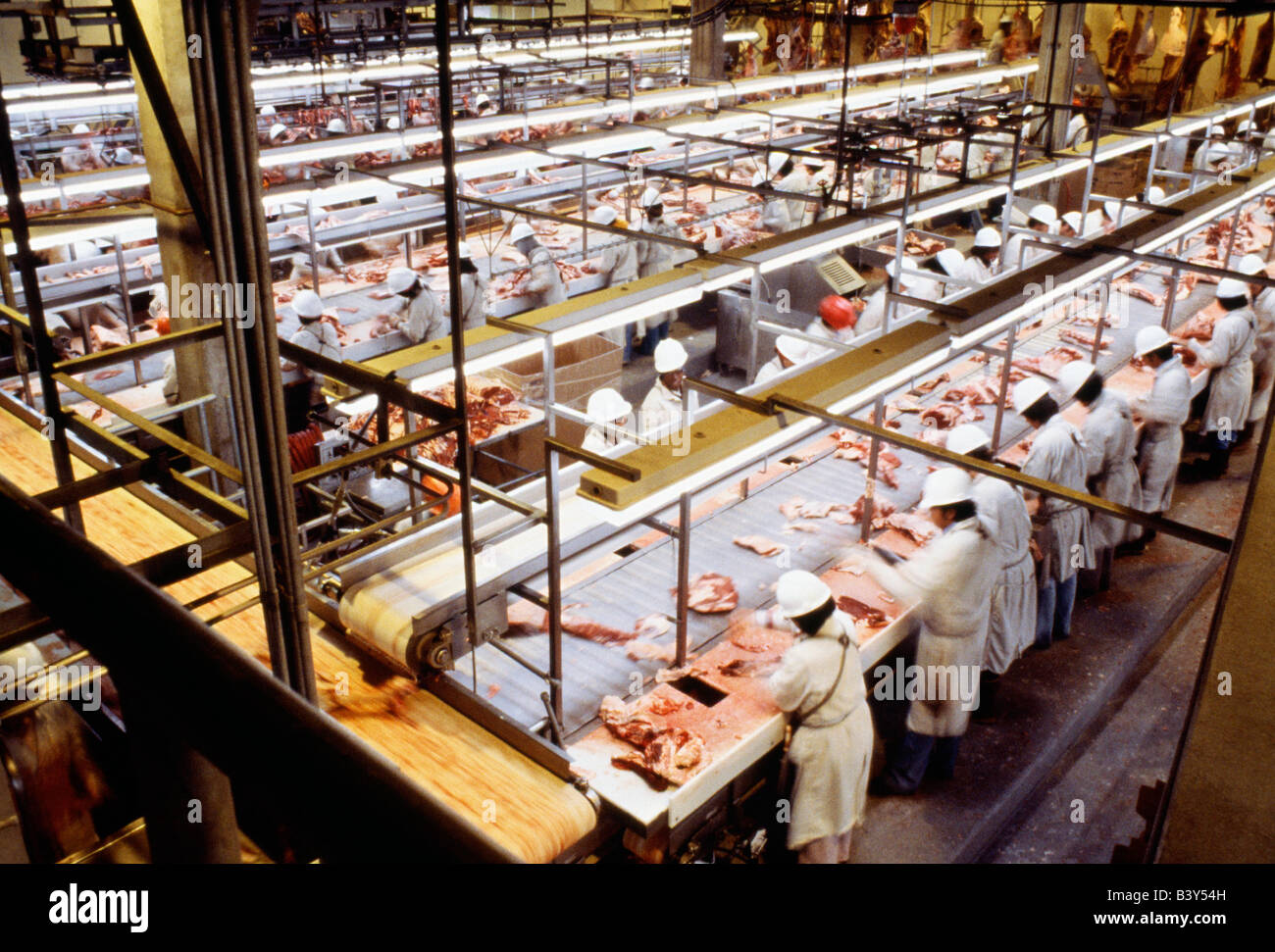 Assembly line workers in a meatpacking plant butcher beef for market