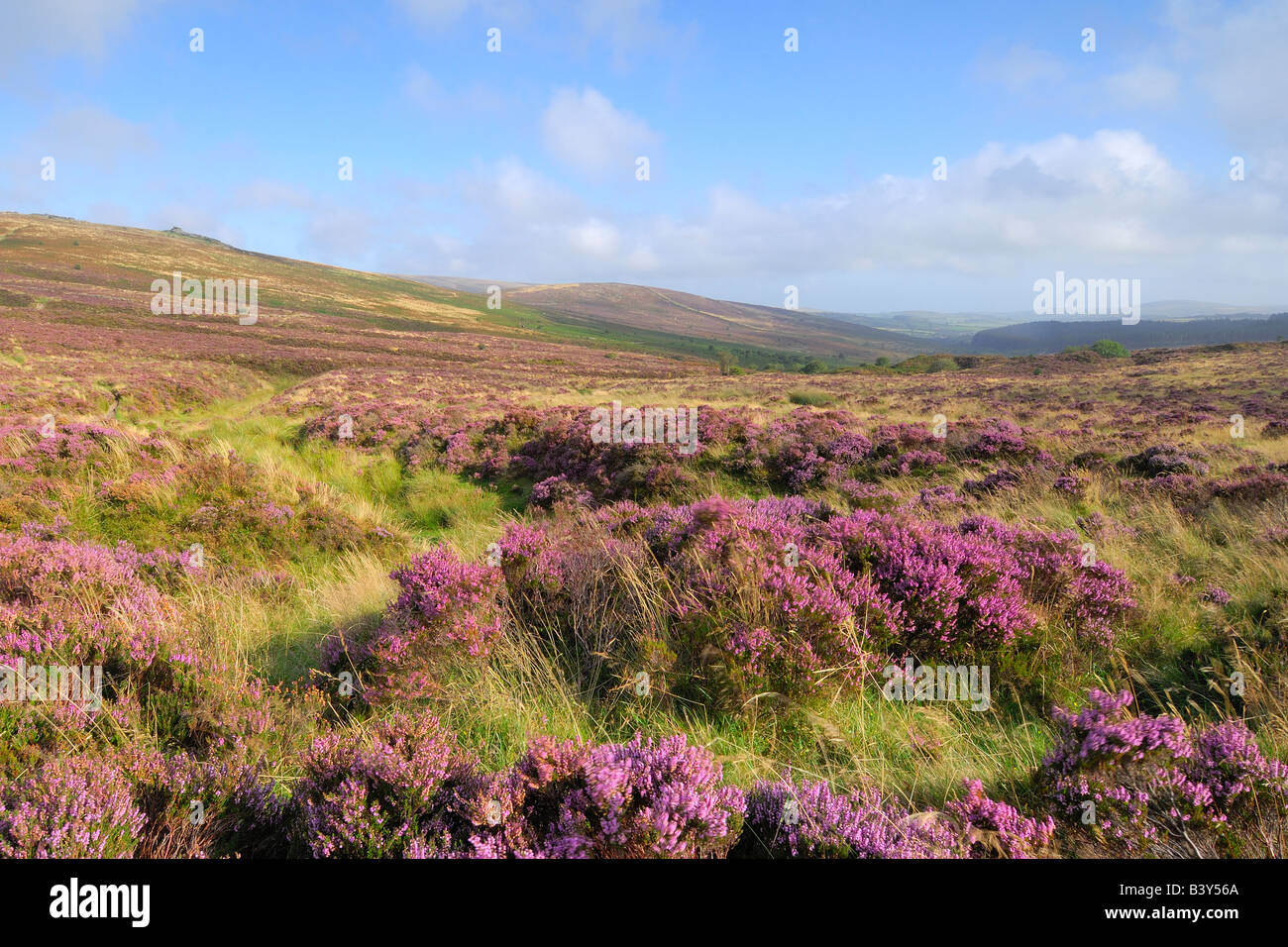 Wild heather in full bloom on Dartmoor National Park in South Devon England Stock Photo