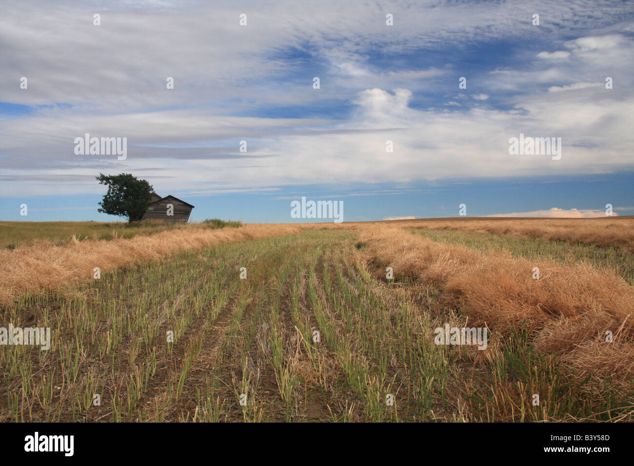 Harvested farmland, Saskatchewan Stock Photo Alamy