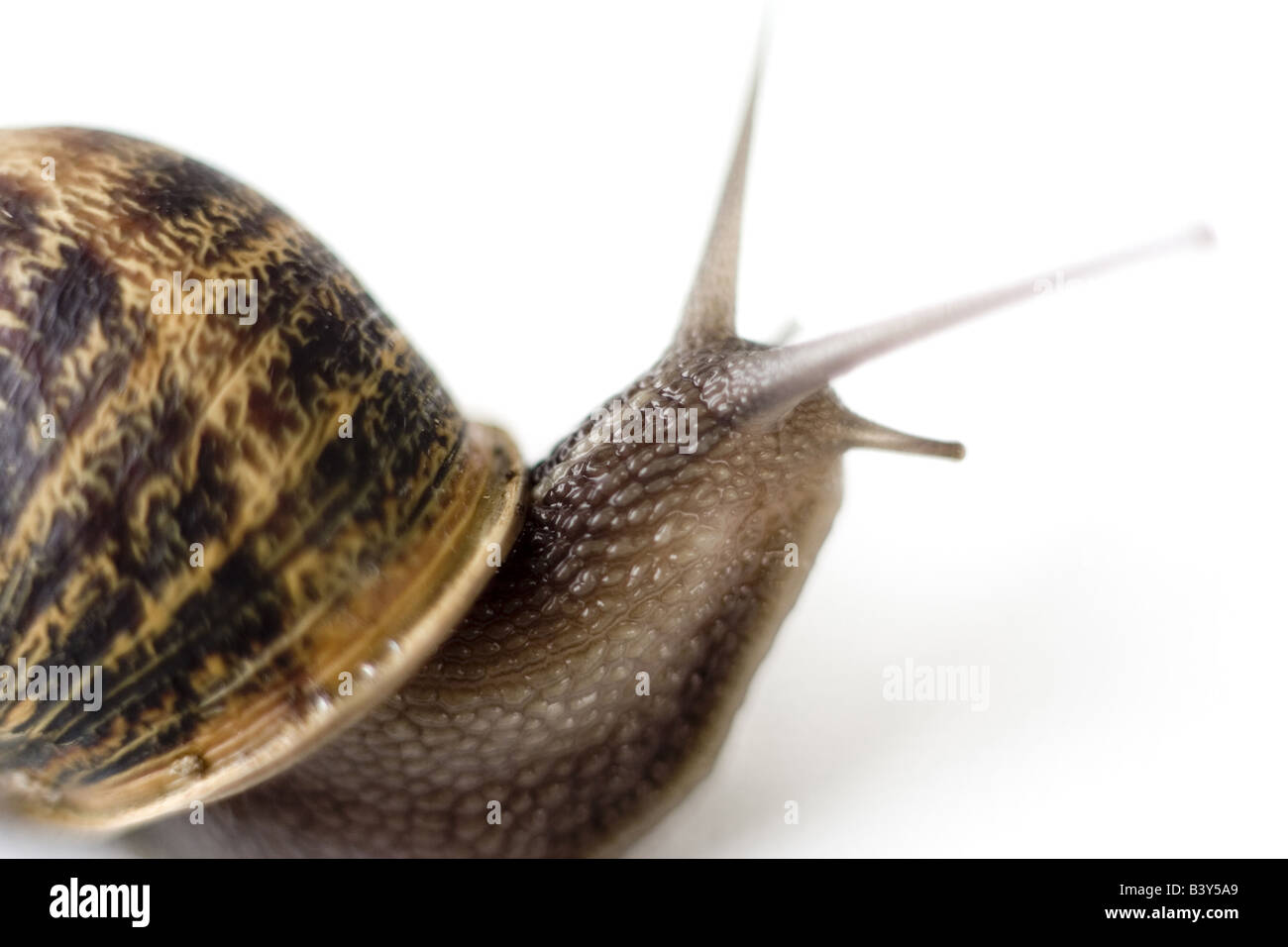 A garden snail on a white background Stock Photo - Alamy