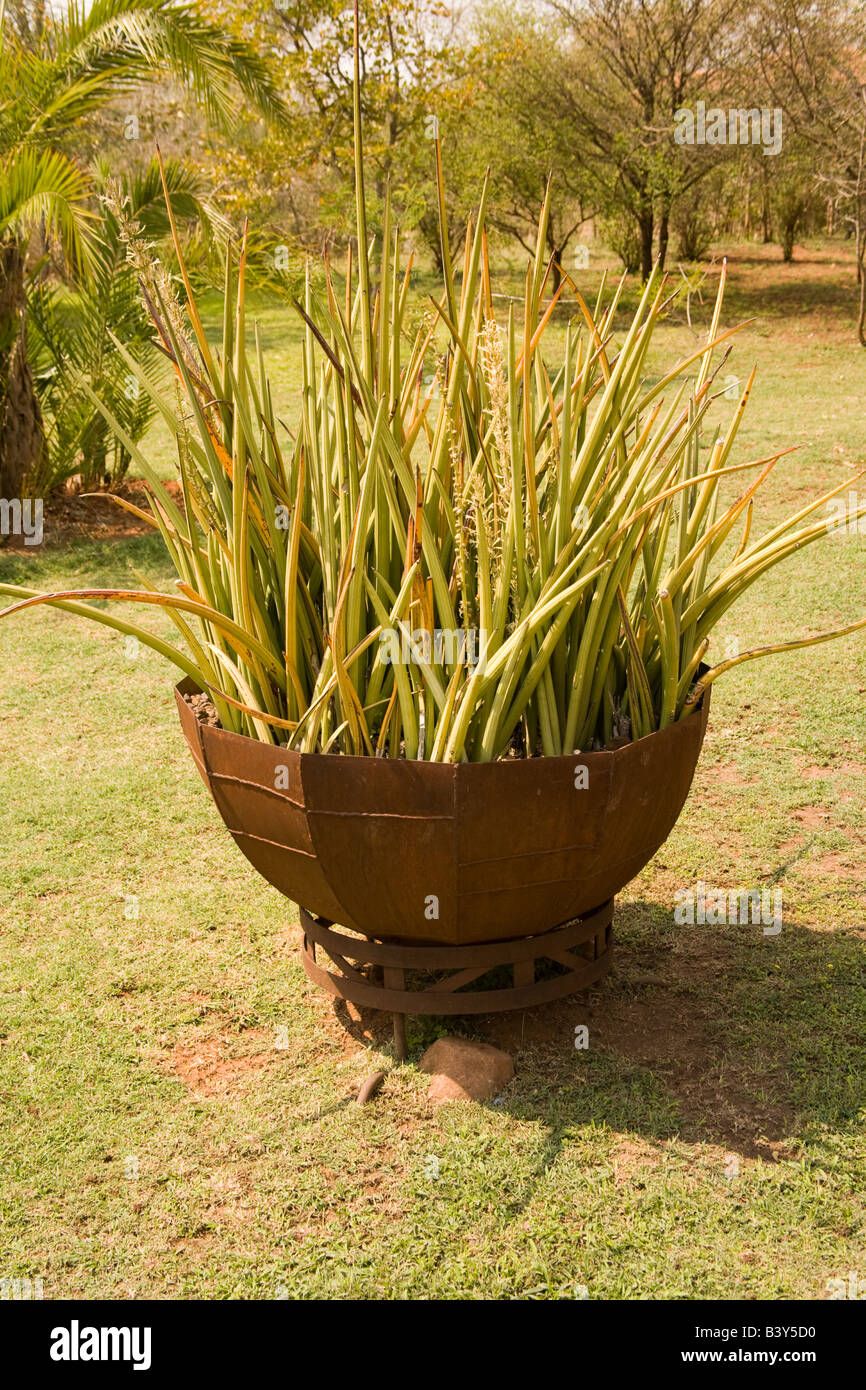 Bowstring hemp Livingstone Zambia Africa Stock Photo