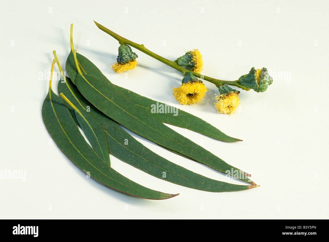 Tasmanian Blue Gum, Blue Gum Eucalyptus (Eucalyptus globulus), leaves and flowers, studio picture Stock Photo