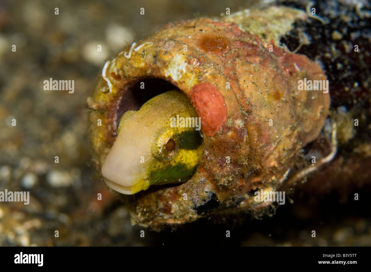 Unidentified juvenile parrotfish inside coral encrusted bottle Stock Photo