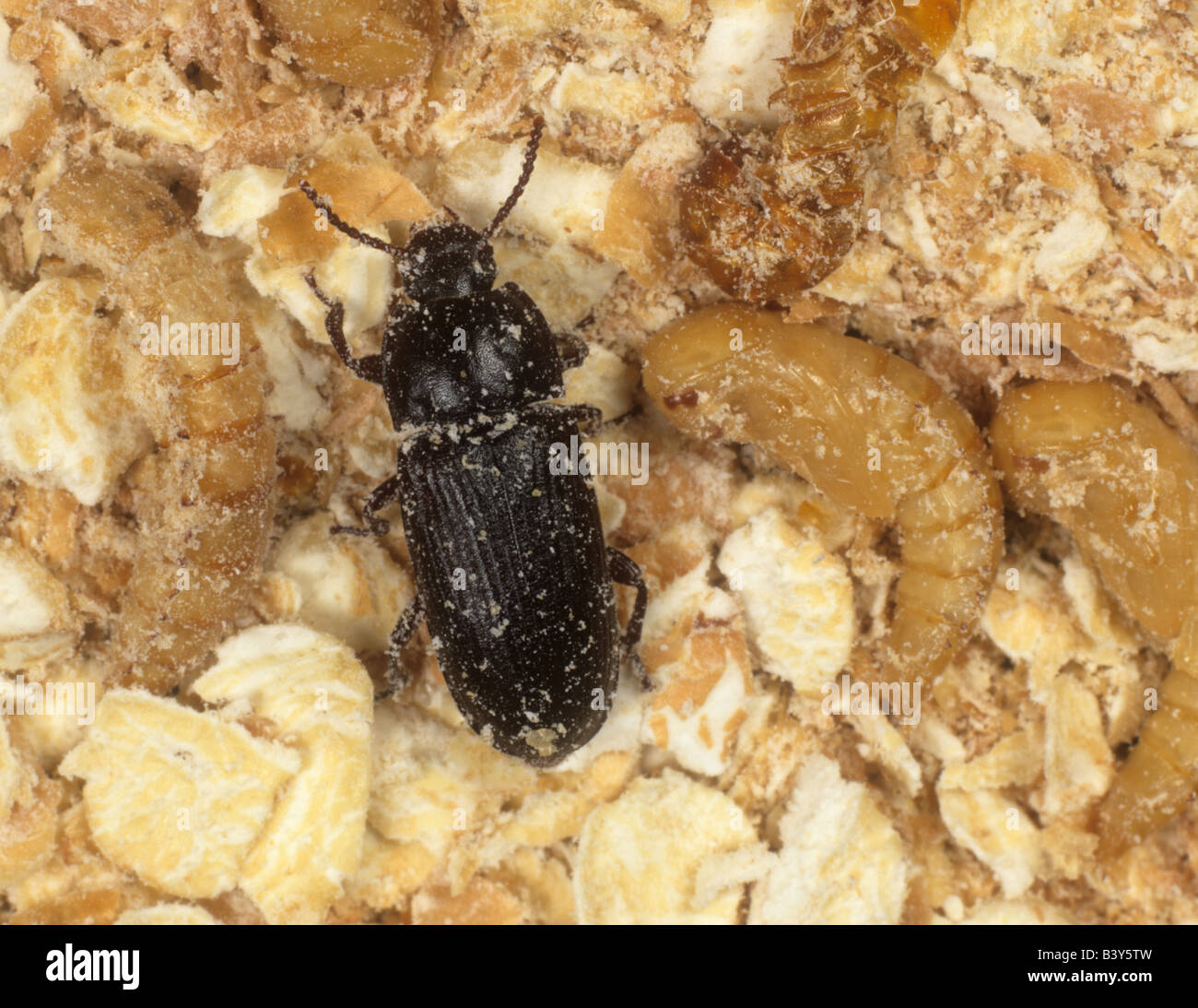 Yellow mealworm tenebrio molitor adult hires stock photography and images Alamy