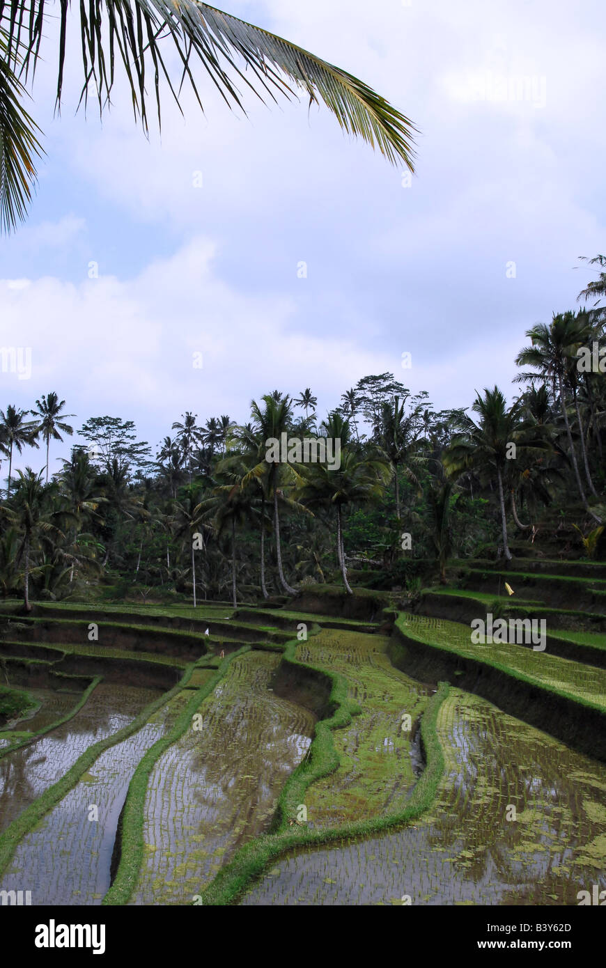 Tabanan Rise Field terraced rice fields , near tabanan , bali , indonesia Stock Photo - Alamy