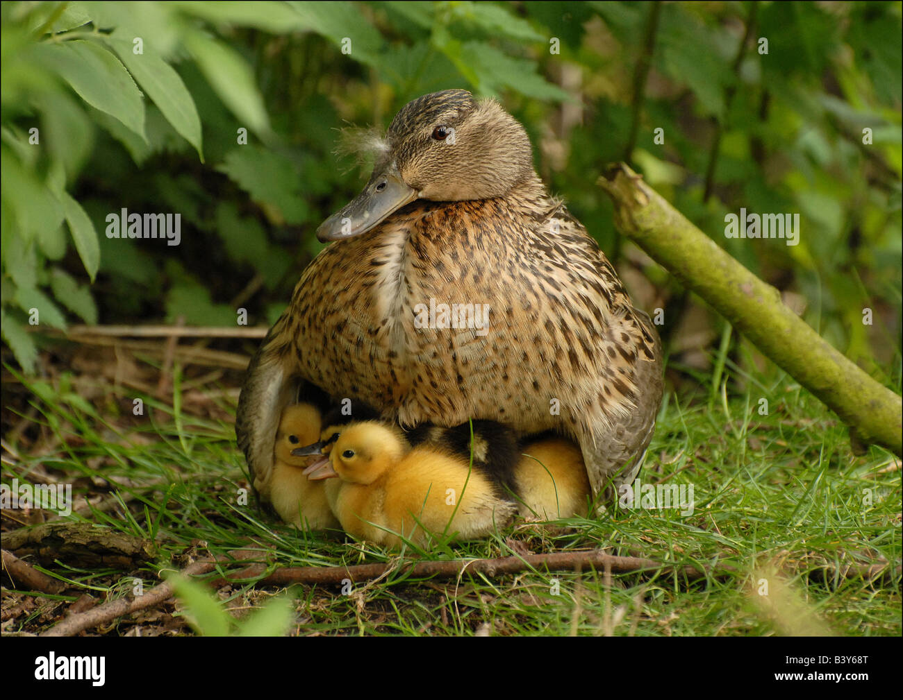 female mallard protecting ducklings under her wings Stock Photo