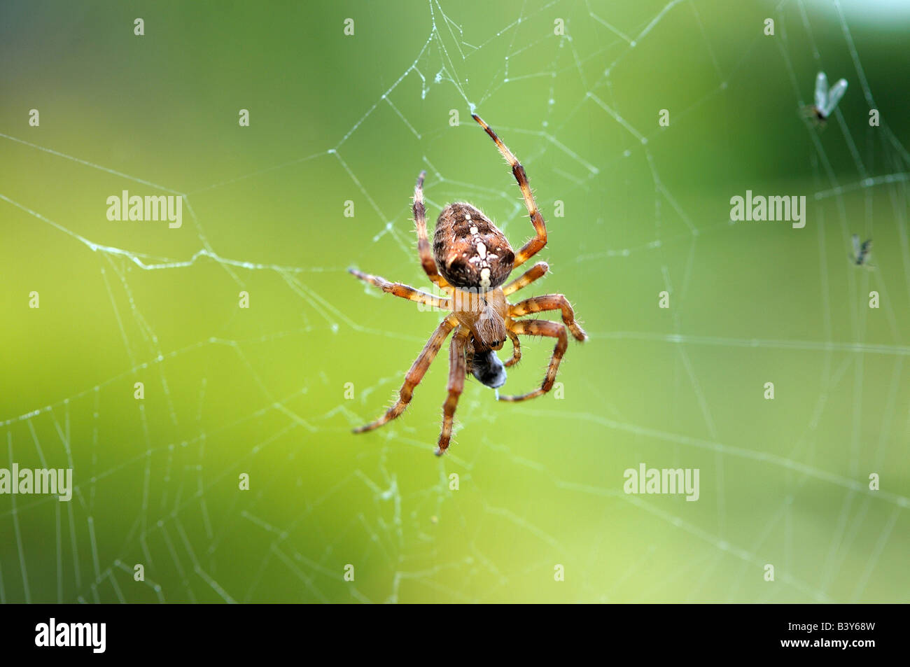 The Garden Spider Araneus diadematus or diadem spider also called the cross spider in Eastern Europe in it web waiting for prey Stock Photo