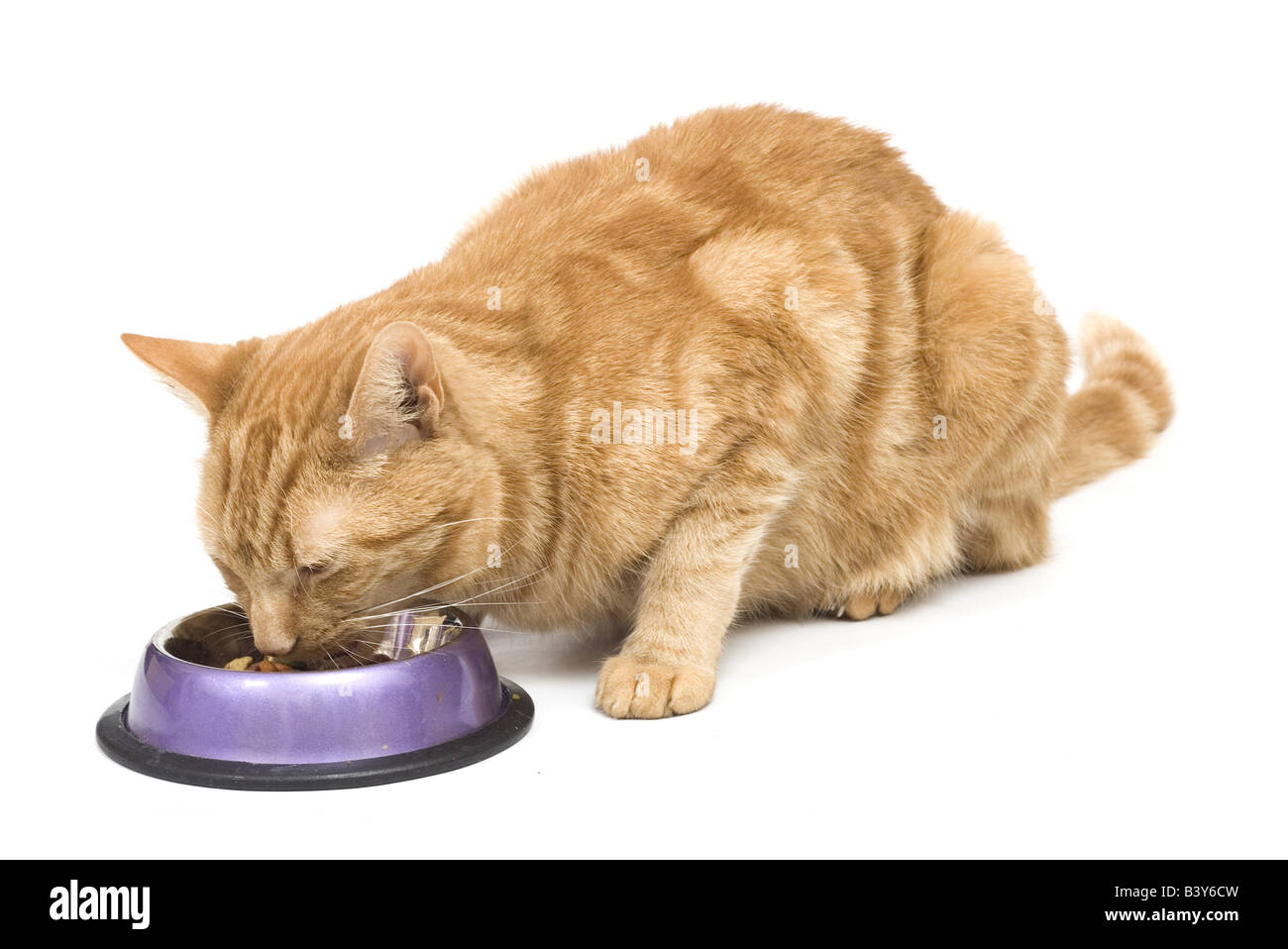 Ginger cat eating from a purple bowl Stock Photo Alamy