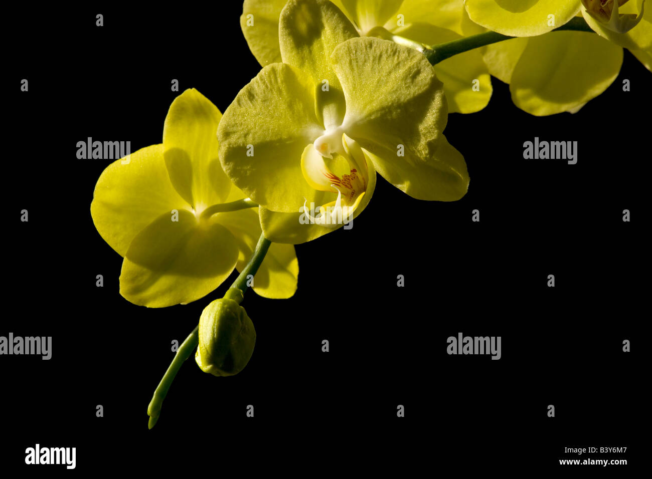 Yellow flowers on black background Stock Photo