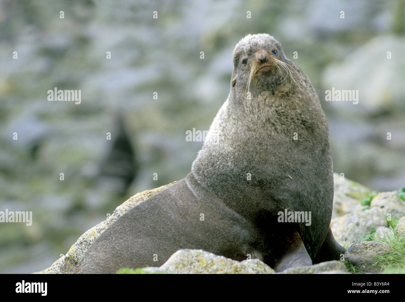 Northern Fur Seal Callorhinus ursinus St Paul Island ALASKA United States June Adult Male Otaridae Stock Photo