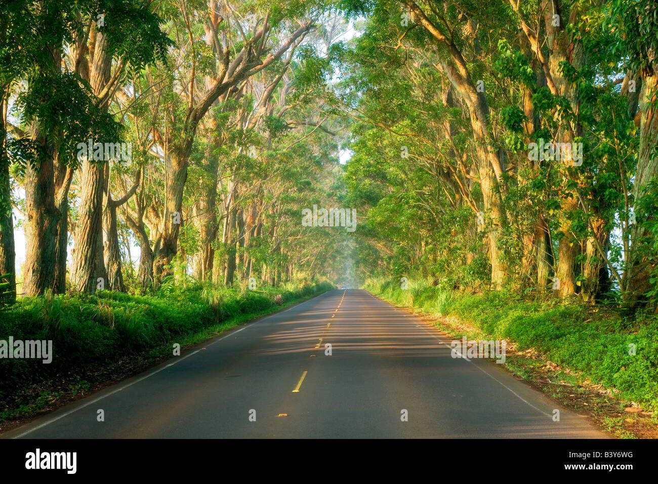 Tree lined Tunnel of Trees Eucalyptus Kauai Hawaii Stock Photo Alamy