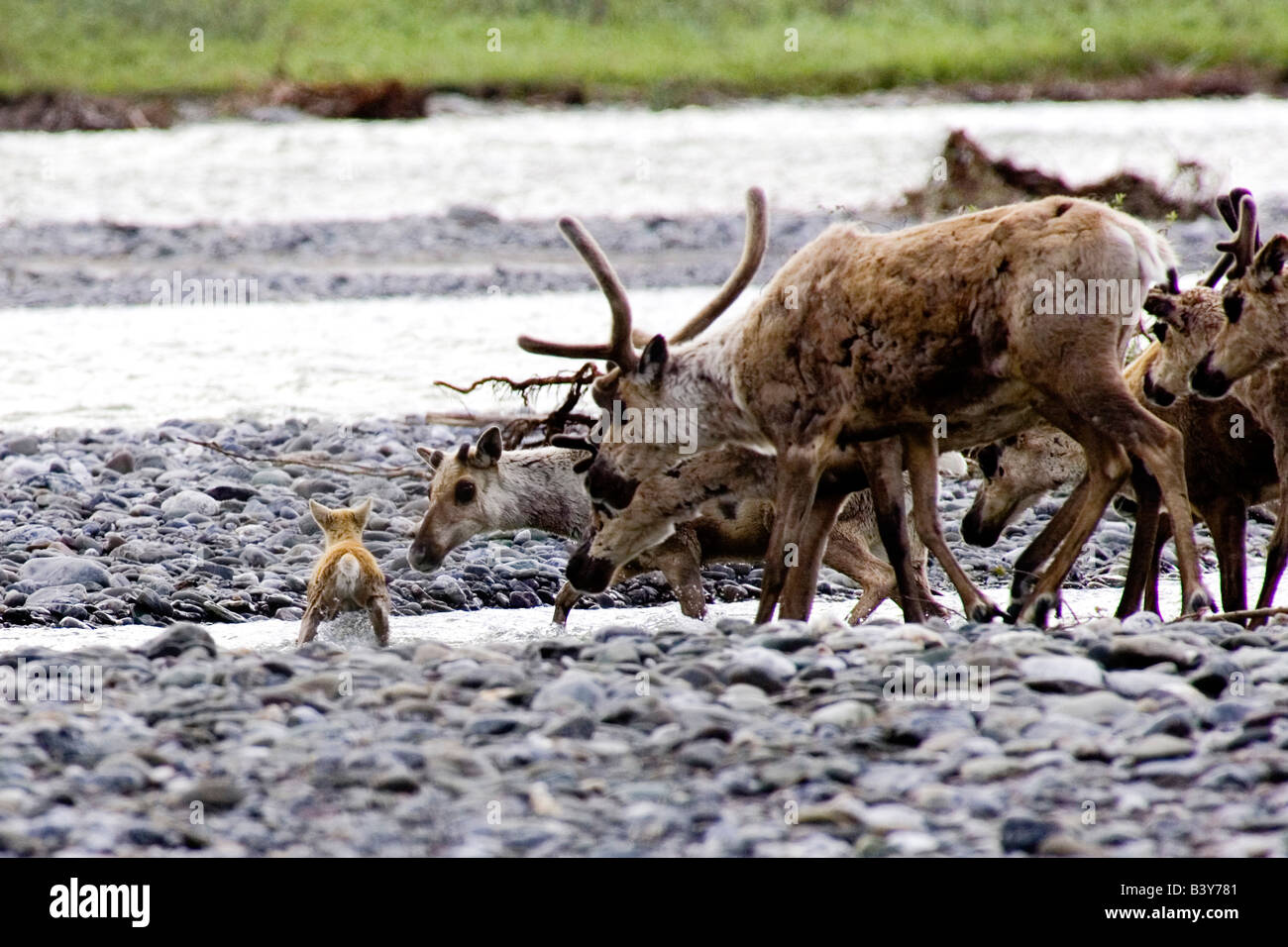 Photo of a Caribou calf crossing the Kongakut River in the Arctic National Wildlife Refuge, Alaska Stock Photo