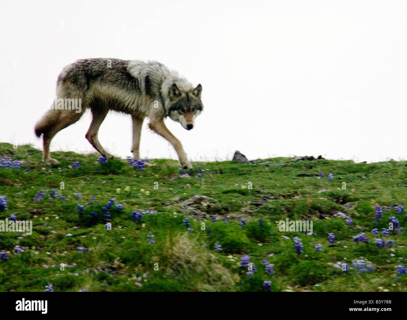 An Arctic Gray Wolf cautiously surveys an intruder as it wanders for food in the  Arctic National Wildlife Refuge, Alaska Stock Photo