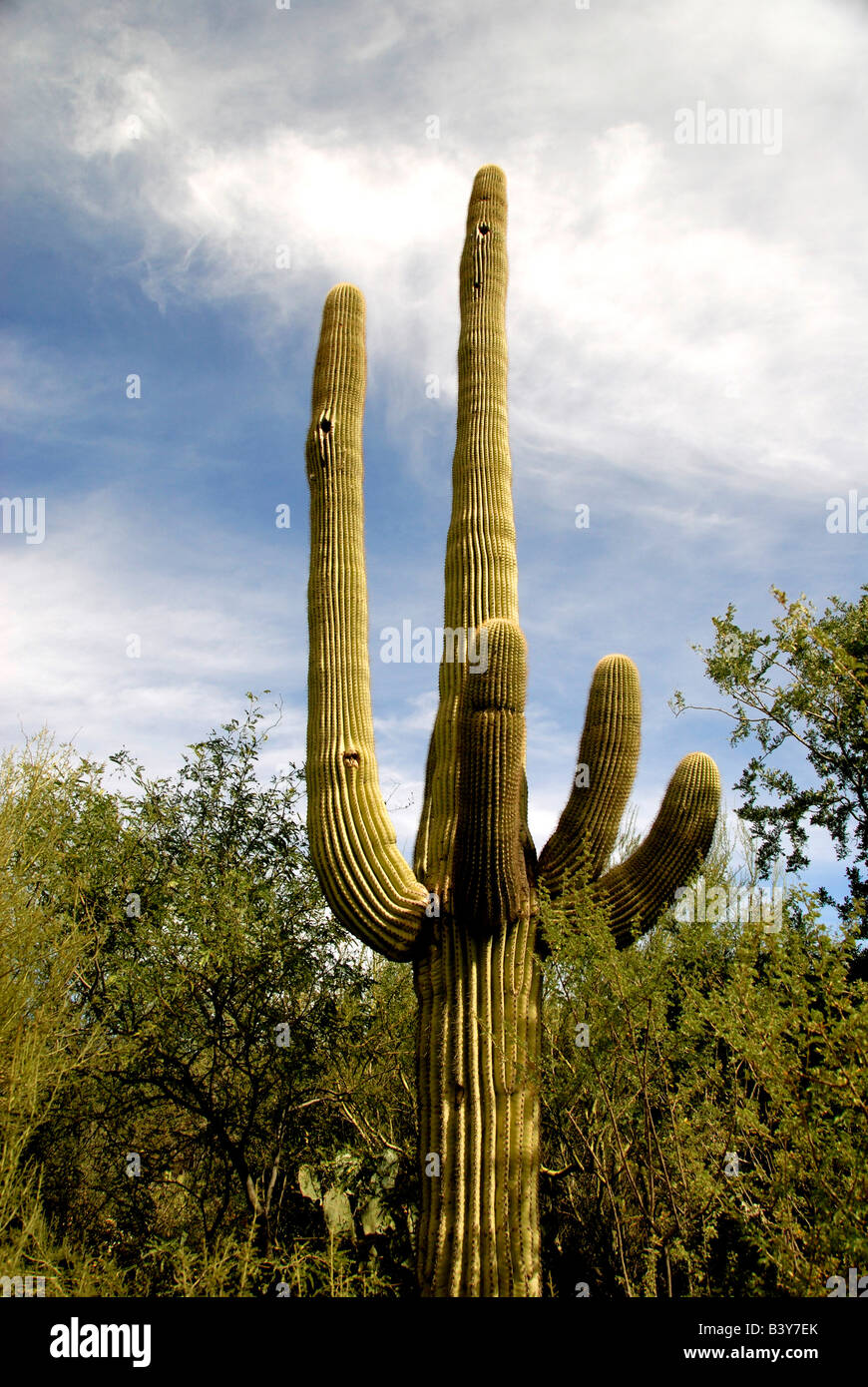 Ecosystem sonora sonoran desert hi-res stock photography and images - Alamy