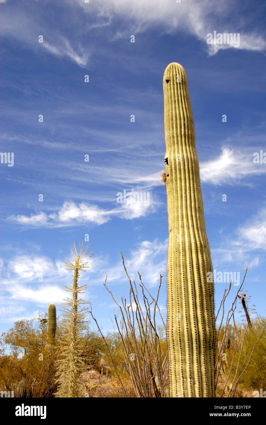Ecosystem sonora sonoran desert hi-res stock photography and images - Alamy