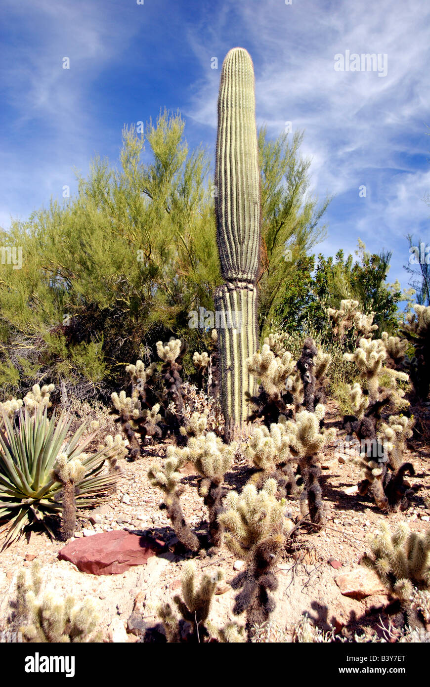 Ecosystem sonora sonoran desert hi-res stock photography and images - Alamy