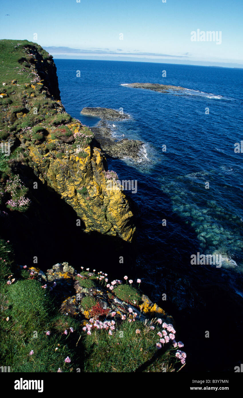 Scotland, Orkney Islands, Fair Isle. Sea pinks on the cliffs of Fair