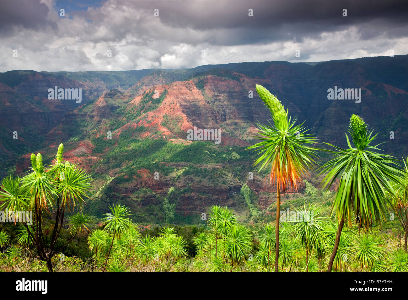 Waimea Canyon with buds of illau Wilesia gymnoxyphium Kauai Hawaii Stock Photo