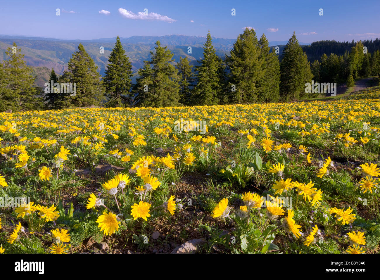 Yellow daisy like flowers at Hell s Canyon National Recreation area Oregon Stock Photo