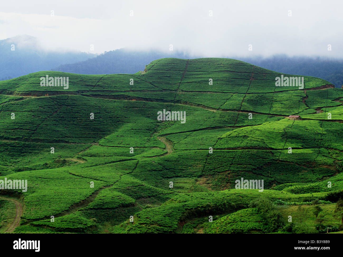 Tea plantations on hillsides by Puncak Pass, east of Bogor, Java, Indonesia Stock Photo