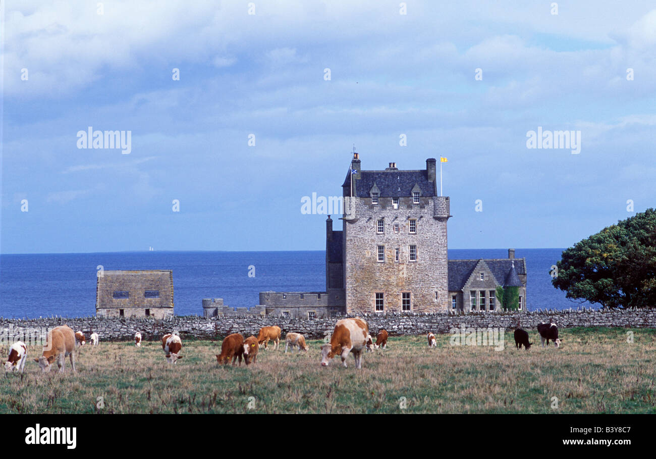 Scotland, Wick, Caithness, Cattle graze in a field in front of Ackergill Tower on the Caithness coast Stock Photo