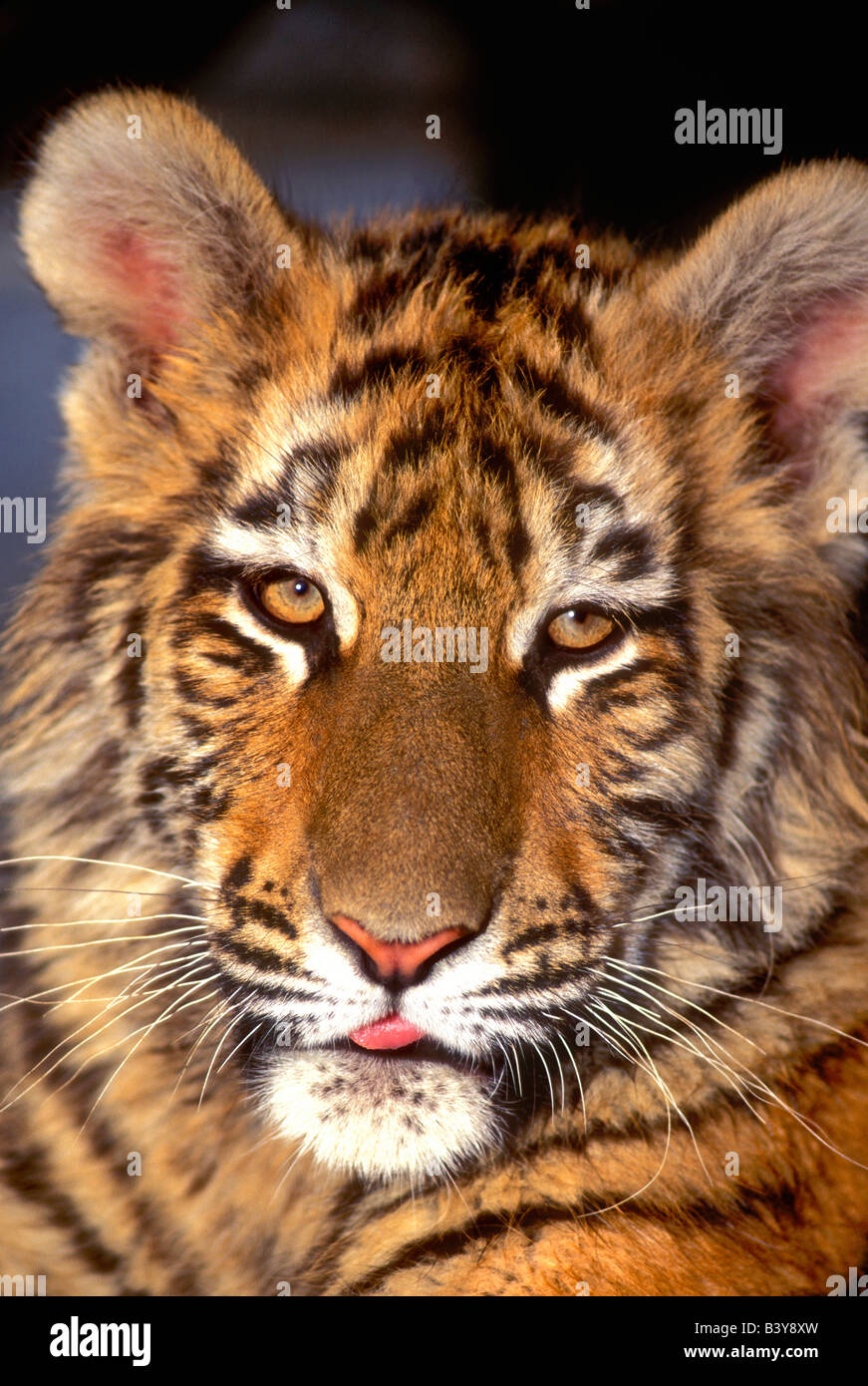 USA, California, Los Angeles County. Portrait of Bengal tiger cub at