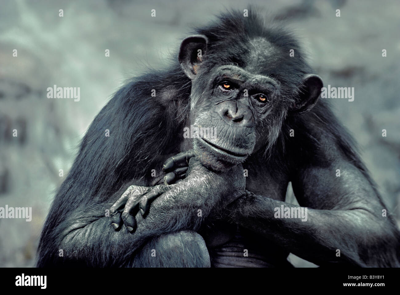 USA, California. Elderly female chimpanzee at the Los Angeles Zoo. (captive) Stock Photo