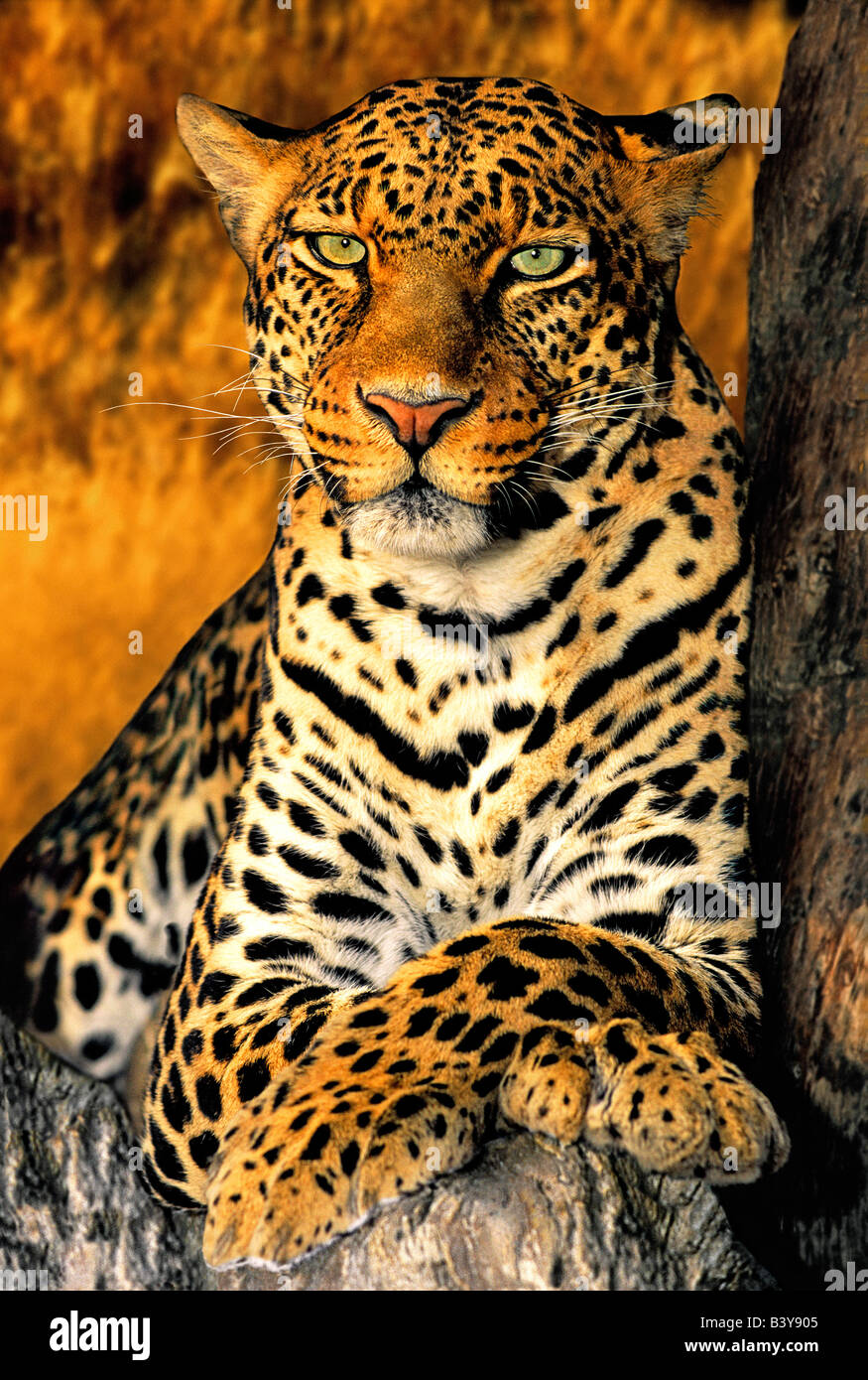 USA, California, Los Angeles County. Close-up of an African leopard at the Wildlife Waystation animal rescue facility. (captive) Stock Photo