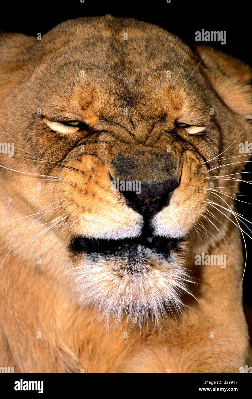 USA, California, Los Angeles County. African lioness adult grimacing at Wildlife Waystation. (Wildlife Rescue) Stock Photo