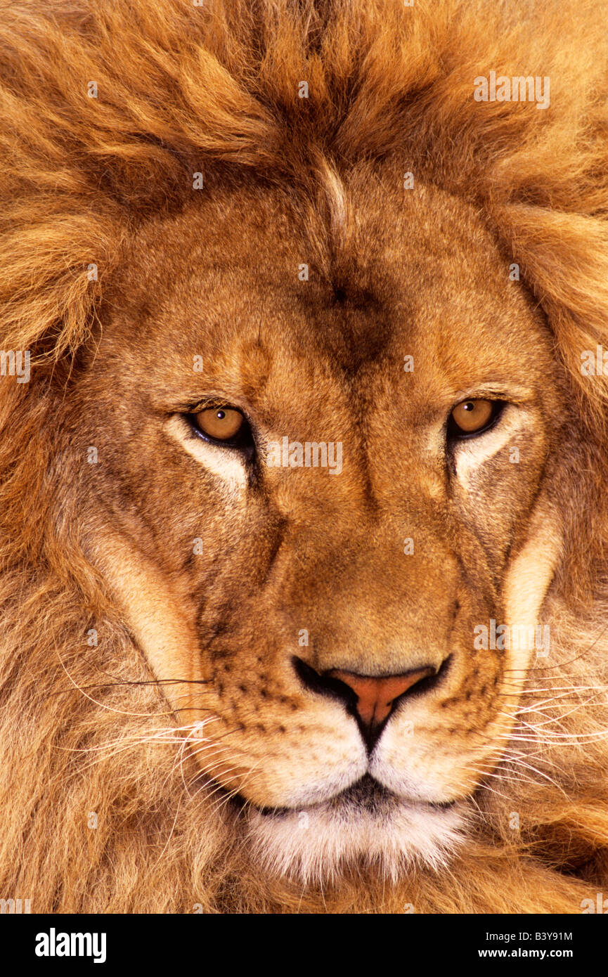 USA, California, Los Angeles County. Portrait of African lion male at Wildlife Waystation. (Wildlife Rescue) Stock Photo