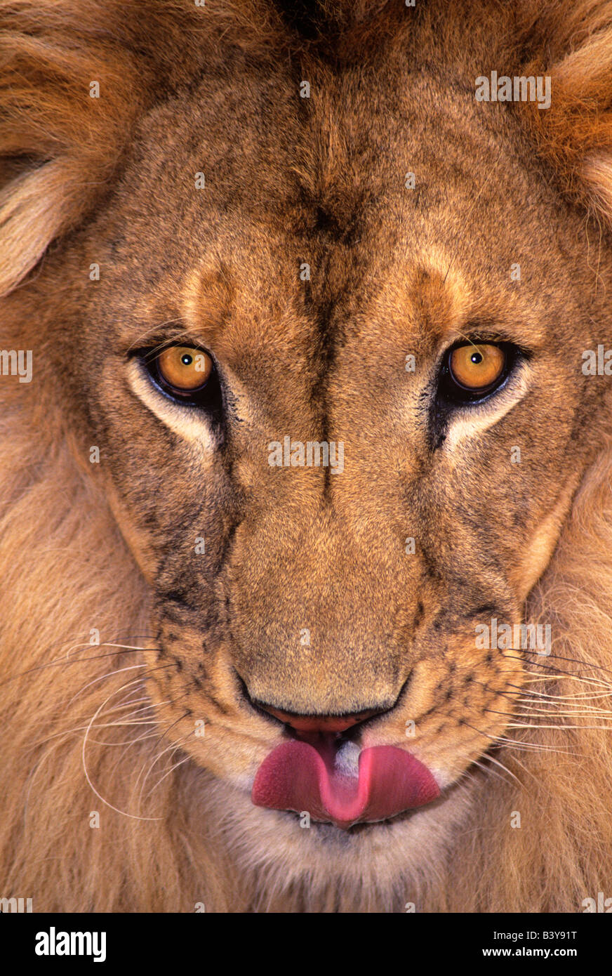 USA, California, Los Angeles County. Portrait of African lion male with tongue out at Wildlife Waystation. (Wildlife Rescue) Stock Photo